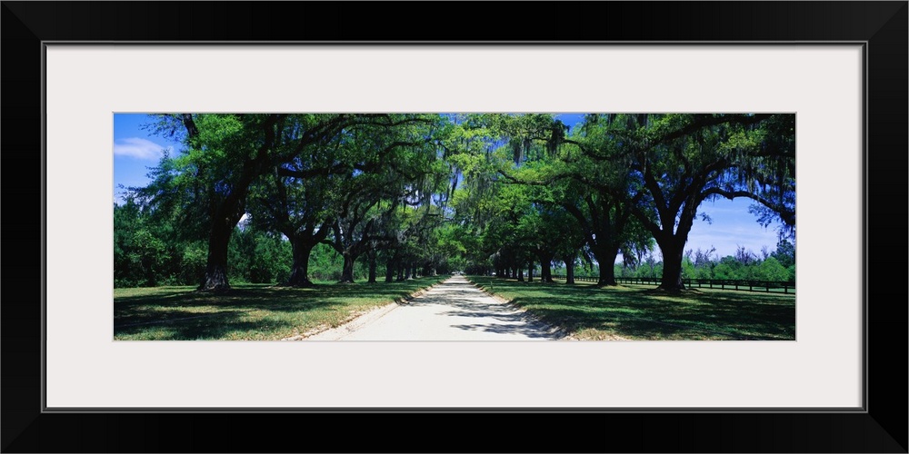 Trees Lining a Path