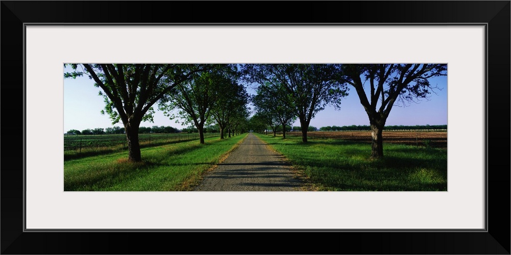 Trees Lining Gravel Road