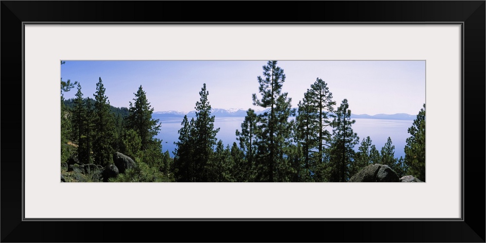 Trees near a lake, Lake Tahoe, California