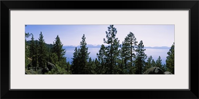 Trees near a lake, Lake Tahoe, California