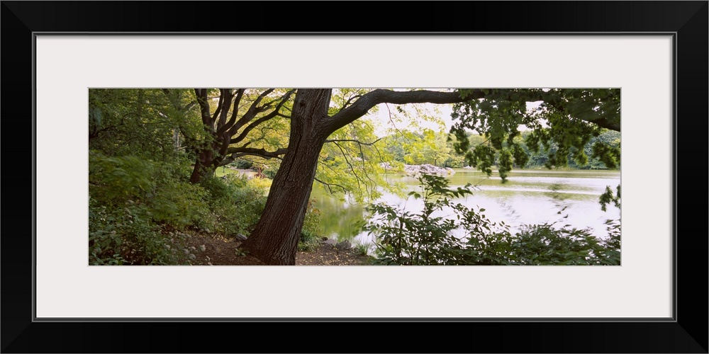 Trees near a pond in a public park, Central Park, Manhattan, New York City, New York State