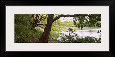 Trees near a pond in a public park, Central Park, Manhattan, New York City, New York State