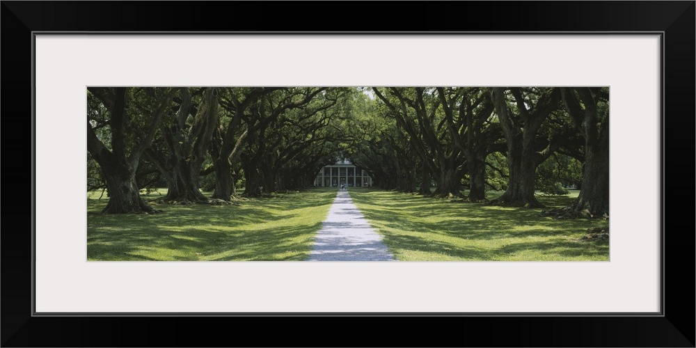 Trees Oak Alley Plantation LA