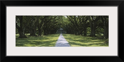 Trees Oak Alley Plantation LA