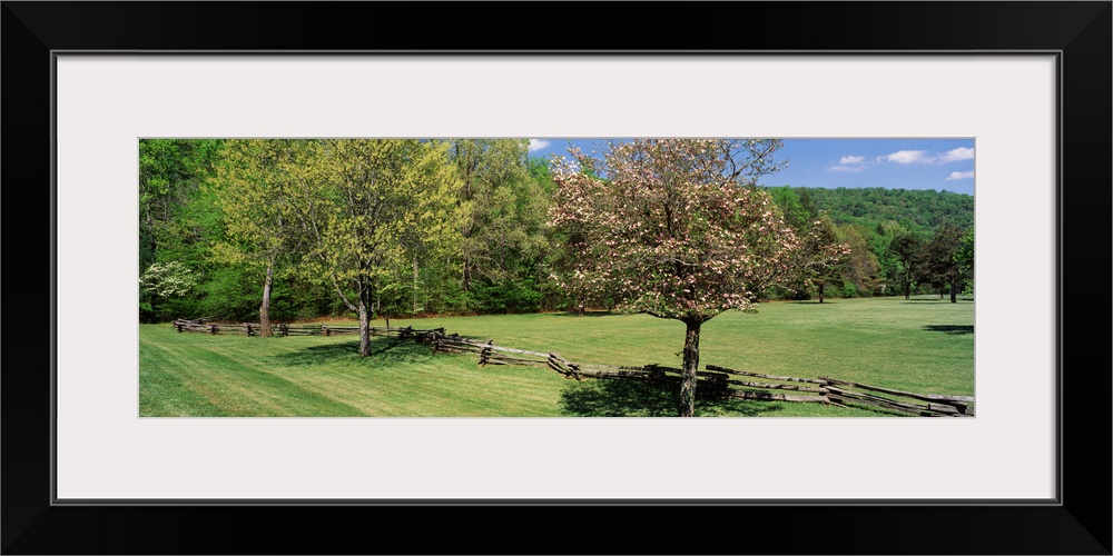 Trees on a field, Davidson River Campground, Pisgah National Forest, Brevard, North Carolina