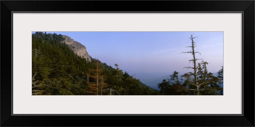 Trees on a hill, Devil's Courthouse, Blue Ridge Parkway, Transylvania County, North Carolina