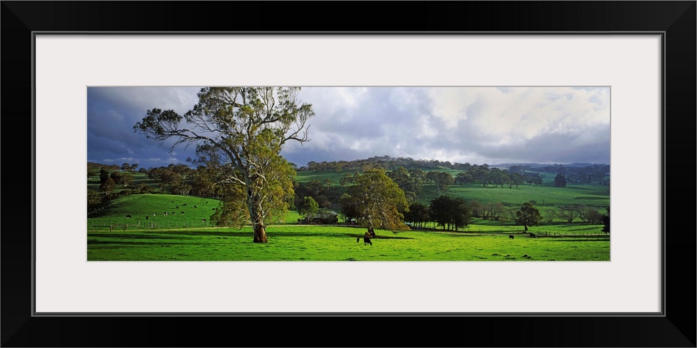 Trees on a hill, Macclesfield, Adelaide Hills, South Australia, Australia