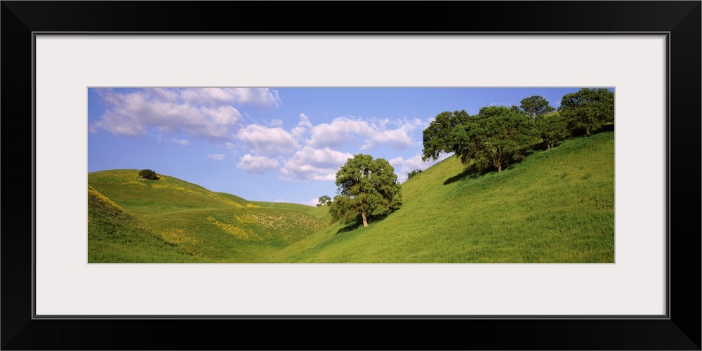 Trees on a hill, Priest Valley, Monterey County, California, USA