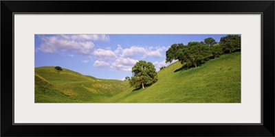 Trees on a hill, Priest Valley, Monterey County, California