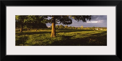 Trees on a landscape, Beverley Westwood, Beverley, East Yorkshire, England