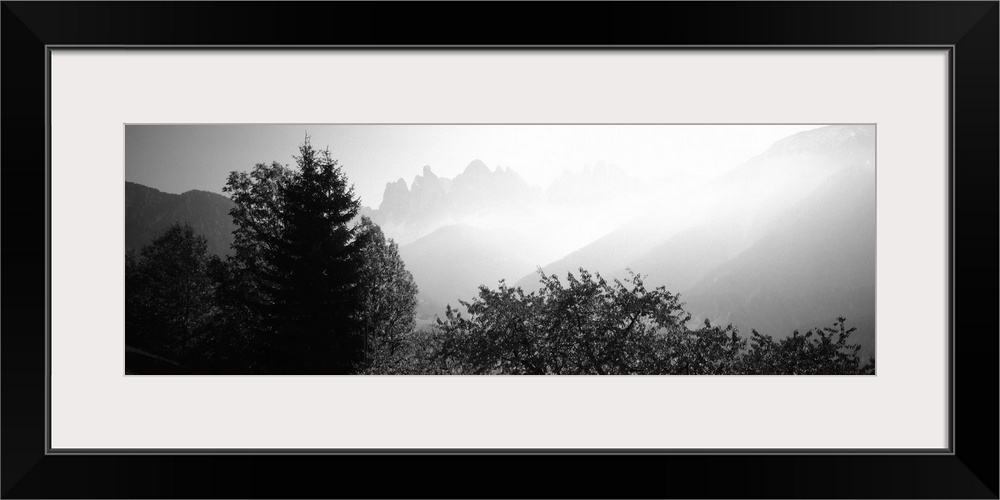 Trees on a landscape, Dolomites, Alto Adige, Trentino Alto Adige, Italy