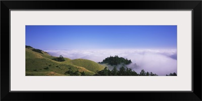 Trees on a landscape, Mt Tamalpais, California