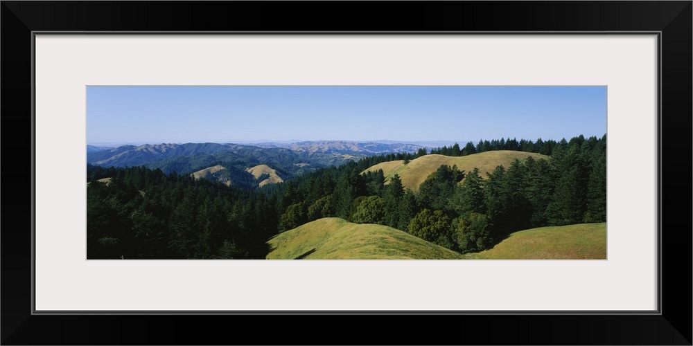 Trees on a landscape, Mt Tamalpais, Marin County, California