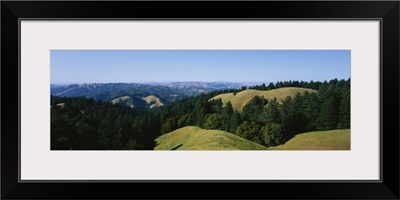 Trees on a landscape, Mt Tamalpais, Marin County, California