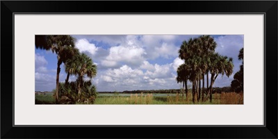 Trees on a landscape Myakka River Myakka River State Park Sarasota County Florida