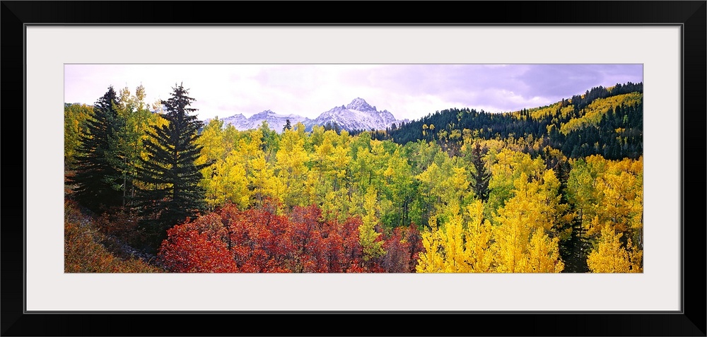 Panoramic photograph displays densely filled woodlands blanketing the side of a mountain.  In the background, part of a sn...