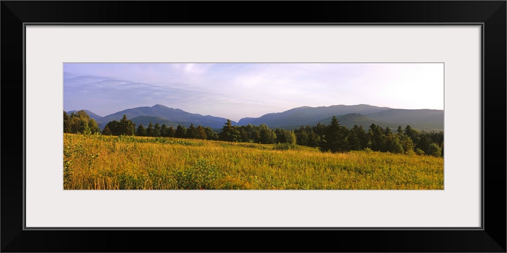 Trees on a landscape with mountains in the background, Lake Placid, Adirondack Mountains, New York State