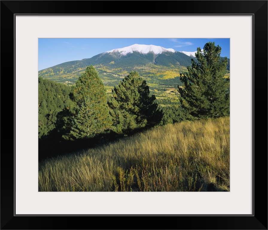 Trees on a landscape with snowcapped mountains in the background, Hart Prairie, Kachina Peaks Wilderness, Coconino Nationa...