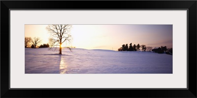 Trees on a polar landscape, Upstate New York, New York State