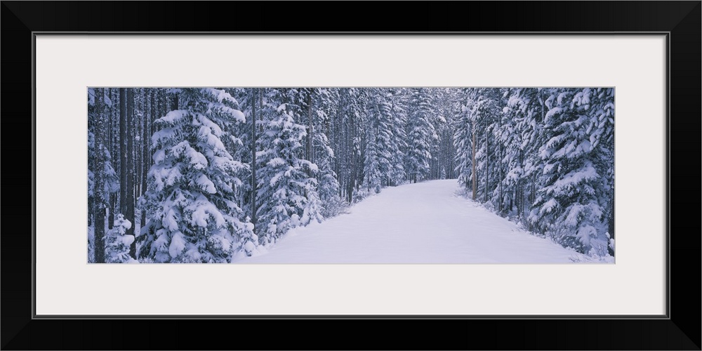 Trees on both sides of a road, Banff National Park, Alberta, Canada