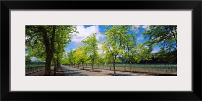 Trees on both sides of a road, Napa Valley, California,
