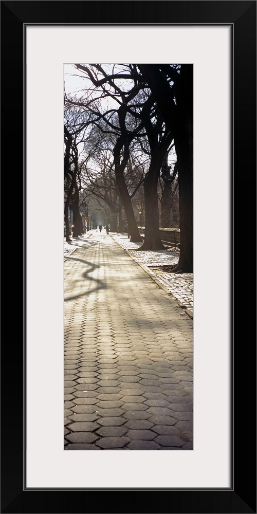 Trees on both sides of a walkway, Central Park, Manhattan, New York City, New York