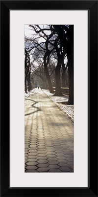 Trees on both sides of a walkway, Central Park, Manhattan, New York City, New York