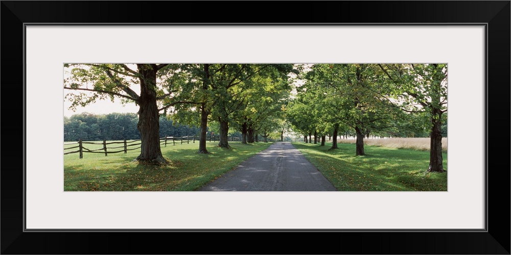 Trees on the both sides of a road, Knox Farm State Park, East Aurora, New York State