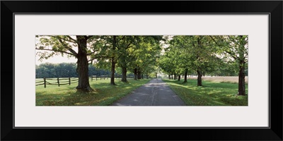 Trees on the both sides of a road, Knox Farm State Park, East Aurora, New York State