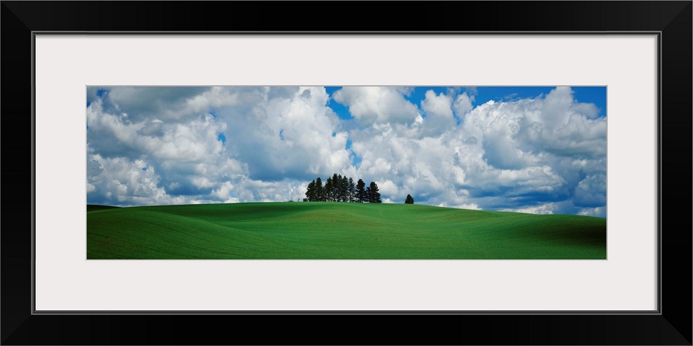 Trees on the top of a hill, Palouse, Whitman County, Washington State