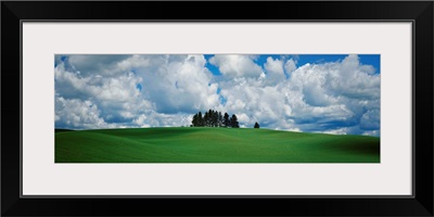 Trees on the top of a hill, Palouse, Whitman County, Washington State