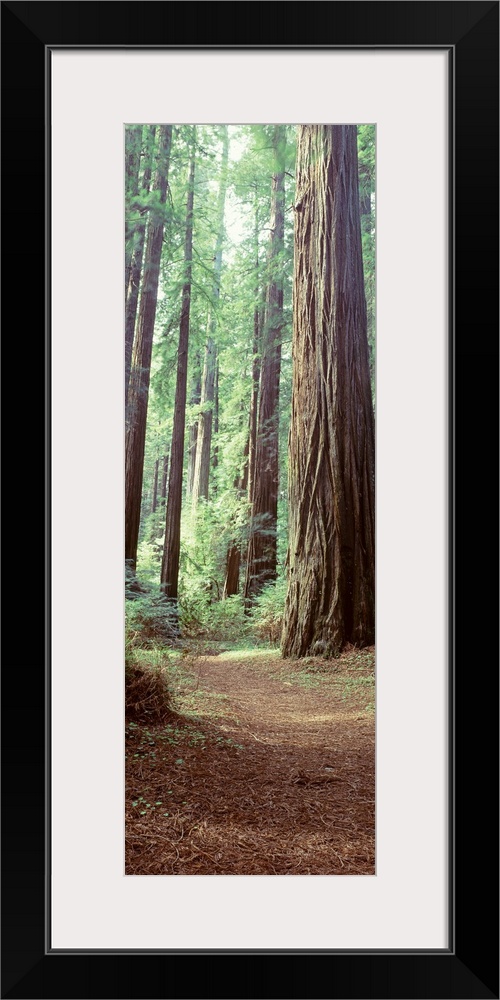 Trees Redwood St Park Humbolt Co CA