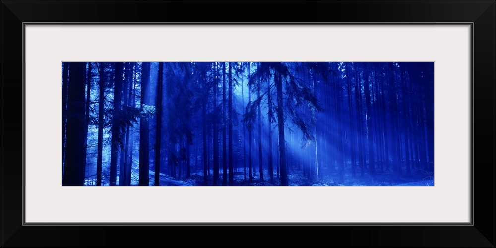 The color palette of this particular panoramic photograph gives the forest another worldly and ethereal appearance.