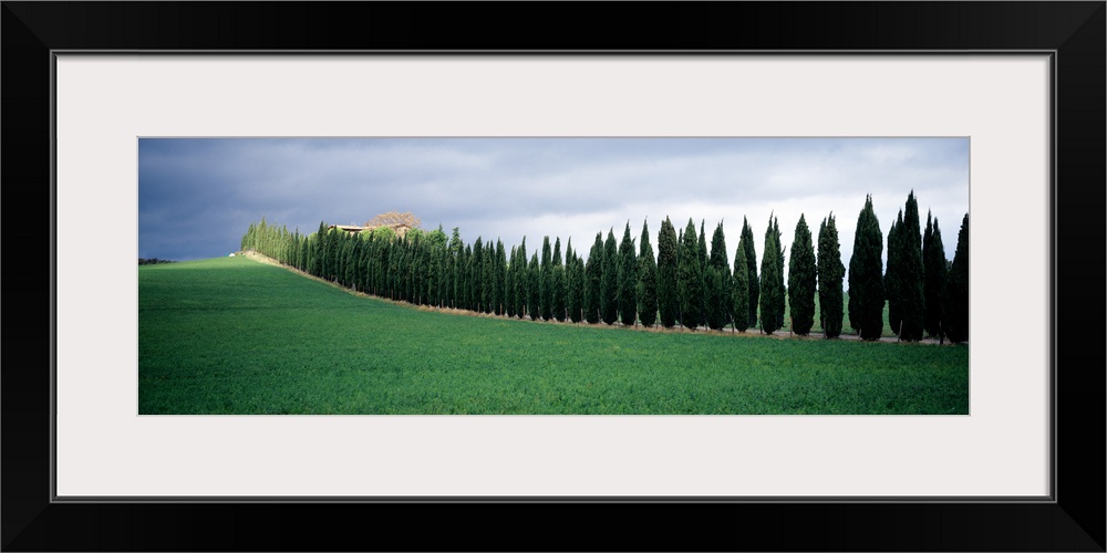 Trees Tuscany Italy