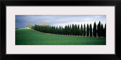 Trees Tuscany Italy