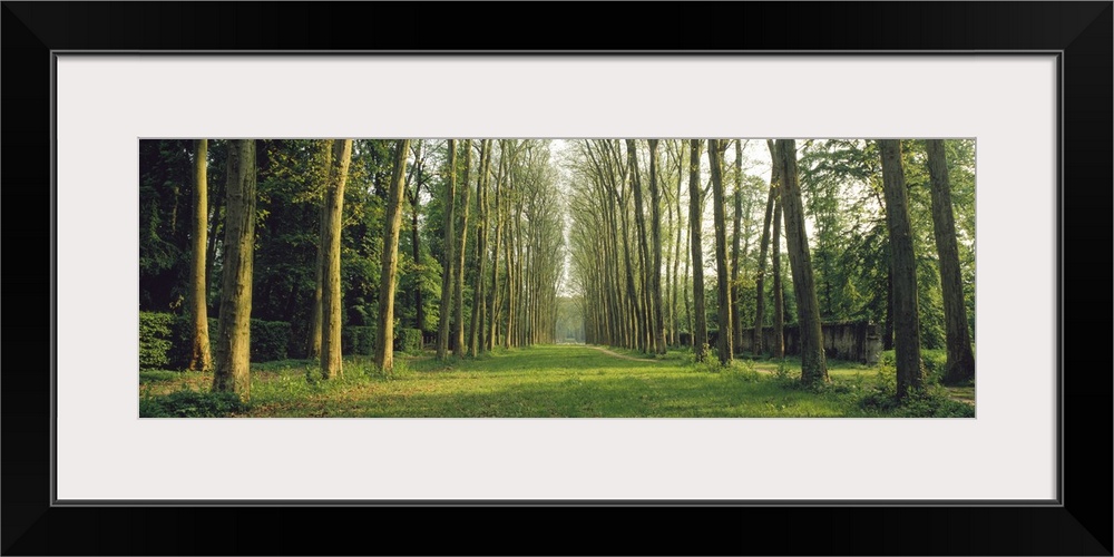 Trees Versailles France