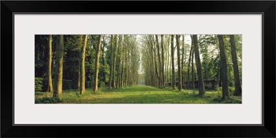 Trees Versailles France