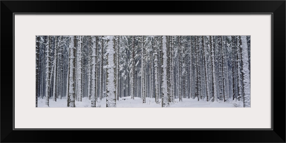 Decorative artwork for the home of office of a thick forest during winter with the tree trunks covered in snow.