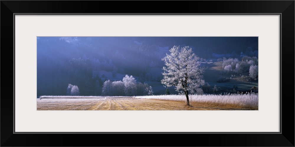 Frost covered tree and meadow in the morning sun in Europe.