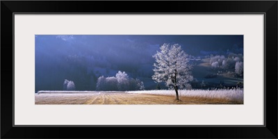 Trees With Frost Tyrol Austria