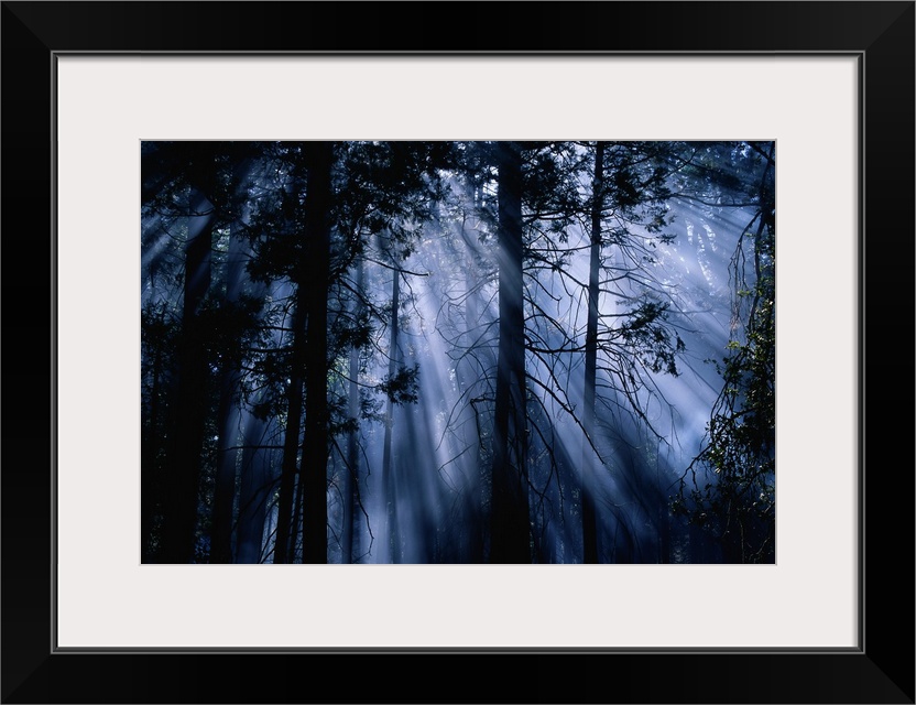 Rays of moonlight break through and illuminate the forest at night in Yosemite National Park in California (CA). The moon ...