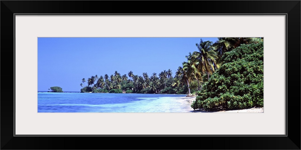 Tropical trees on the beach, Maldives