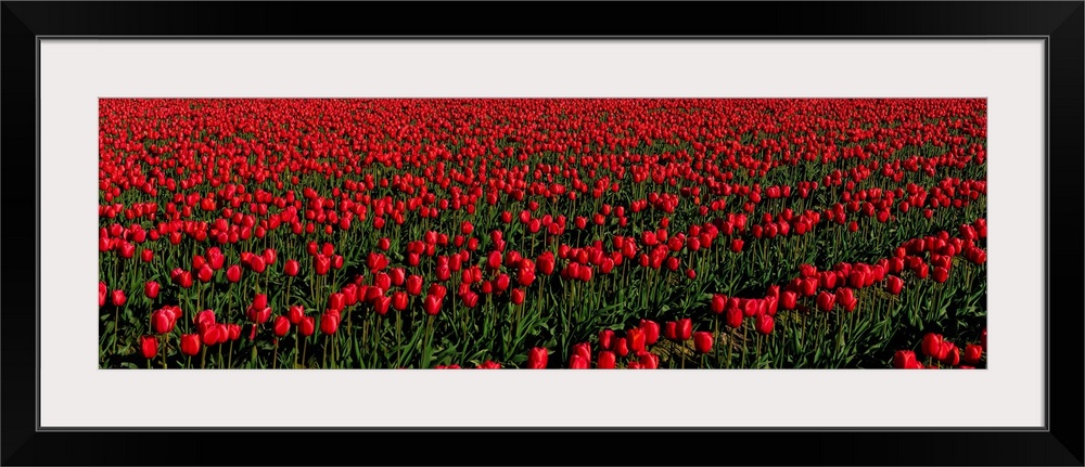 Tulip Fields WA