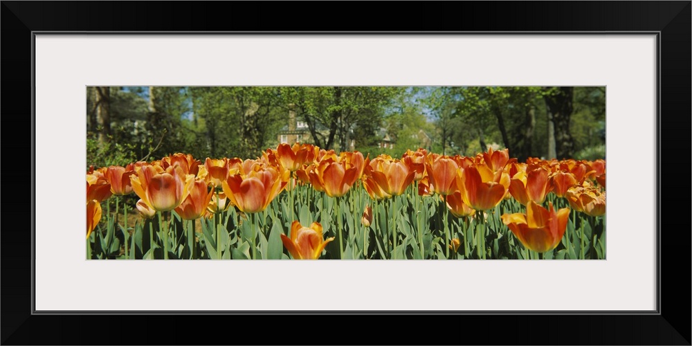 A photograph is taken level with a field of warm colored tulips that have already bloomed.