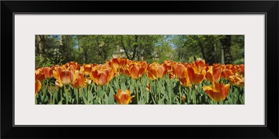 Tulip flowers in a garden, Sherwood Gardens, Baltimore, Maryland