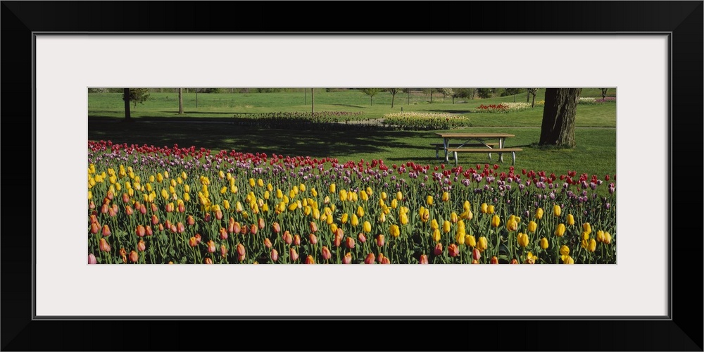 Tulip flowers in a park, Grand Rapids, Michigan