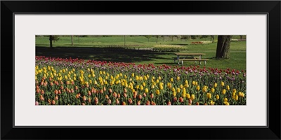 Tulip flowers in a park, Grand Rapids, Michigan