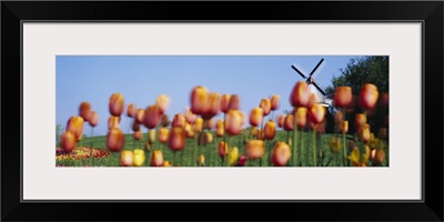 Tulip Flowers With A Windmill In The Background, Holland, Michigan