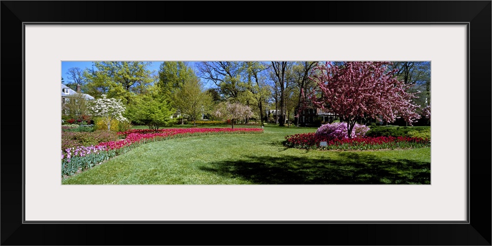 Tulips and cherry trees in a garden, Sherwood Gardens, Baltimore, Maryland