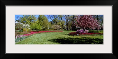 Tulips and cherry trees in a garden, Sherwood Gardens, Baltimore, Maryland